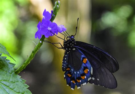 Pipevine Swallowtail Butterfly | Charles Patrick Ewing | Flickr