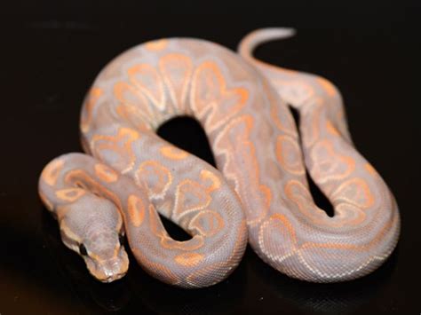 captive bred ball pythons rare color and pattern morphs | Ball python ...