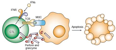 Perforin/Granzyme Apoptosis Pathway - Creative Diagnostics