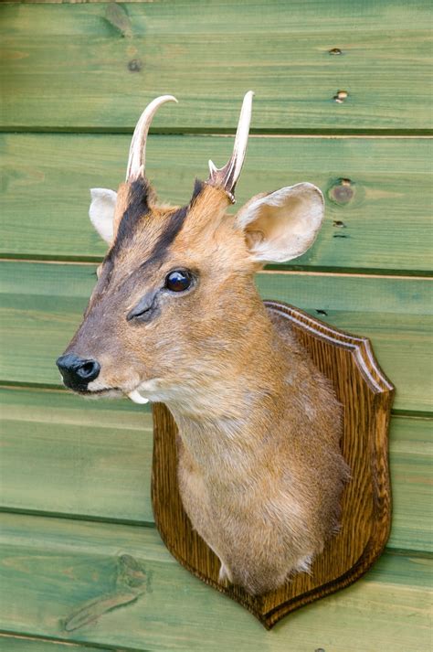 Muntjac Deer Pet