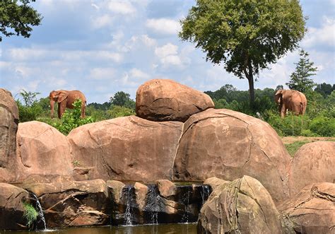 A Day Trip to the North Carolina Zoo | Macaroni KID Hickory - Western Piedmont