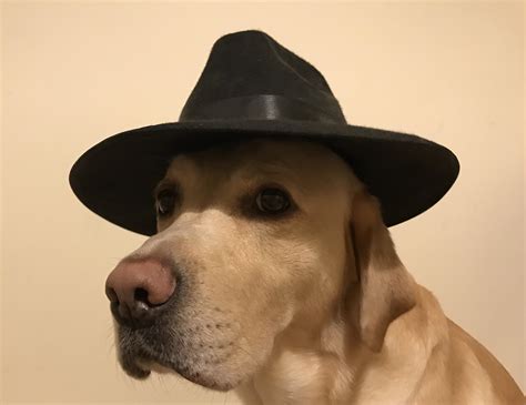 My dog wearing a hat : r/pics