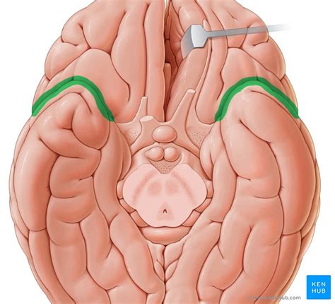 Lateral sulcus: Anatomy and structure | Kenhub