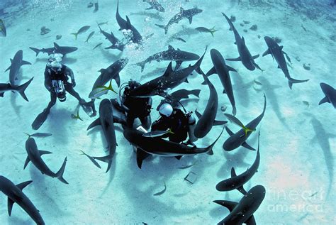 Feeding Frenzy Of Caribbean Reef Sharks Photograph by Amanda Nicholls - Fine Art America