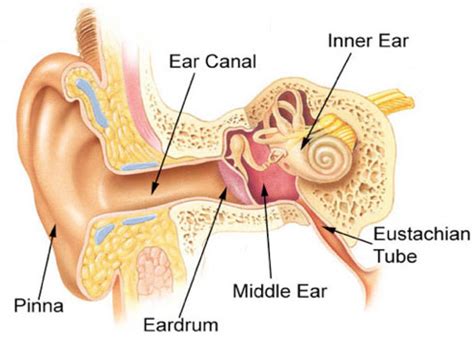 Ear Infections and Ear Tube Surgery - ENT