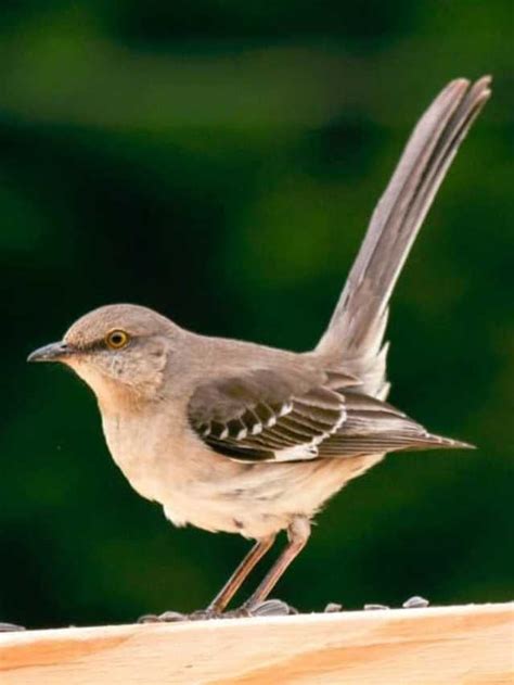 5 Marvellous Facts About The Mighty Mockingbird | HobbyKraze