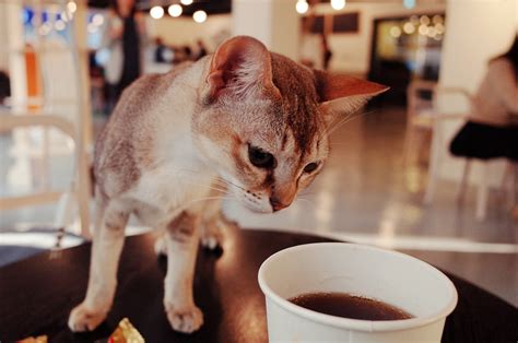 Cat Cafe Cute - Free photo on Pixabay