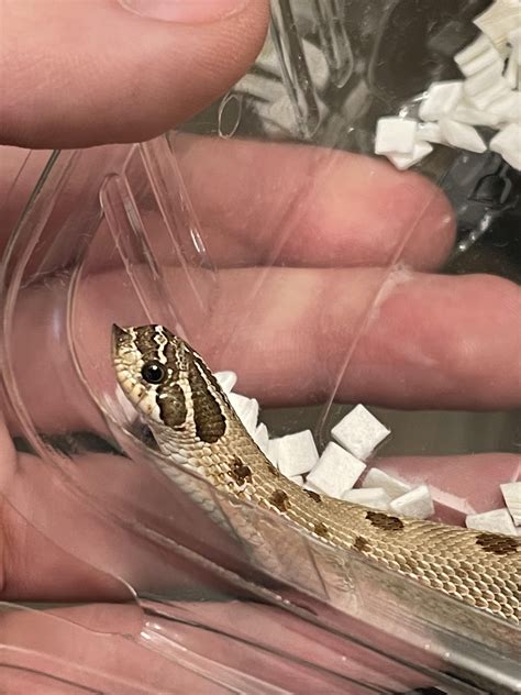 My new baby 🫶🏻 : r/hognosesnakes