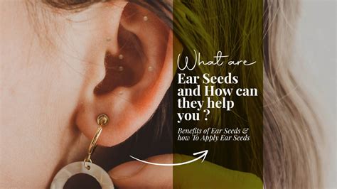 What Are Ear Seeds and their Benefits | Where To Buy Ear Seeds