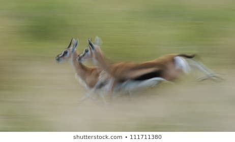 Thompson's gazelles running on the Serengeti | Animais da natureza, Ilustrações, Fotos