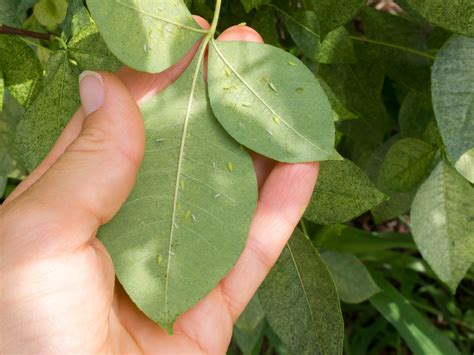 Leafhoppers | University of Maryland Extension