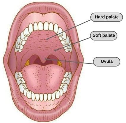 Throat Function - Cock Cum Tits