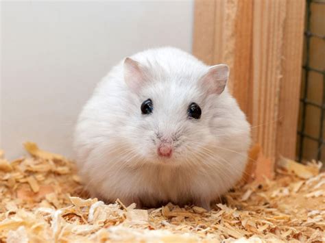 Fluffy White Hamster