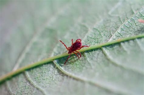 How to Get Rid of Chiggers in Yard