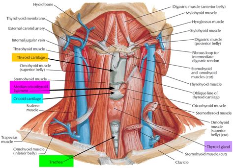 Glands In The Neck Diagram