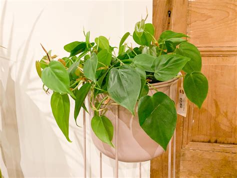 6" Philodendron Cordatum | Frond Plant Shop