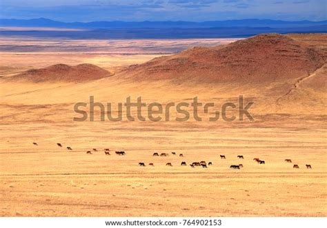 26 Siberian Steppe Horse Images, Stock Photos & Vectors | Shutterstock