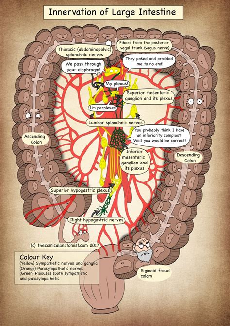 Innervation of the Large Intestine - The Comical Anatomist