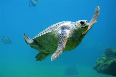 Turtle Swimming Underwater · Free Stock Photo
