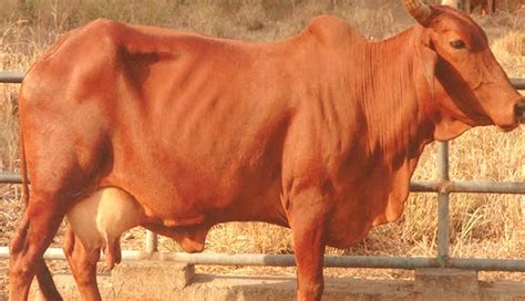 5 Most Famous Cow Breeds Found In India - lifeberrys.com