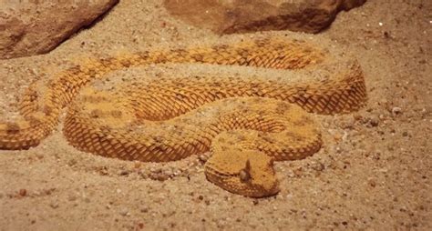 The Saharan Horned Viper | Critter Science