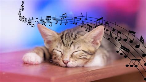 Calming Music for Cats (with cat water sounds) ♬ Relaxing Piano Cat ...