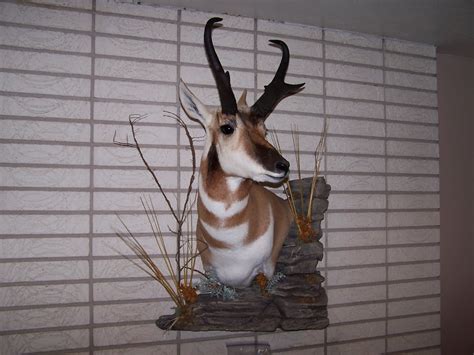 True to Life Taxidermy: Antelope Shoulder Mount with Habitat