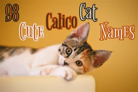 Calico Cat Names: the Cute, the Cuddly, and the Colorful | My Pet's Name