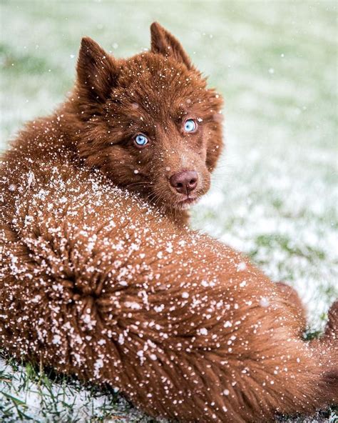 This Rare, Chocolate Brown Siberian Husky Is One of the Most Beautiful Dogs on Instagram | My ...