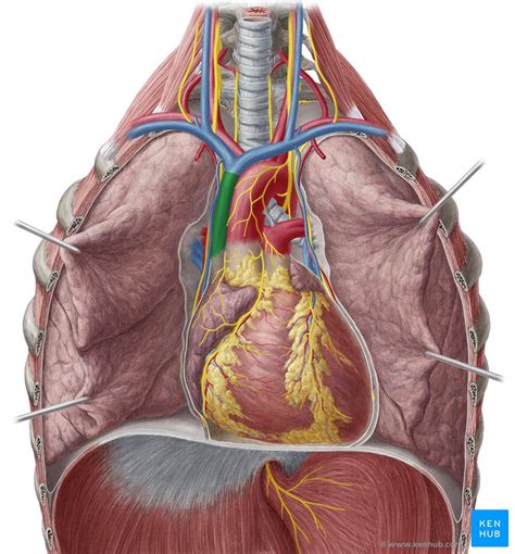 Superior vena cava: Anatomy, function & clinical aspects | Kenhub