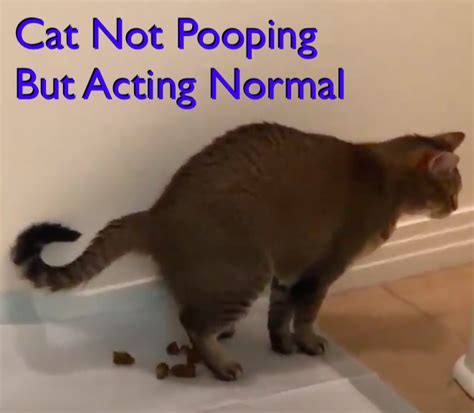 How To Stimulate Bowel Movements In Cats | Cat Not Pooping But Acting Normal