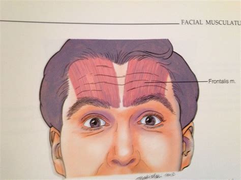 Forehead Muscles Anatomy