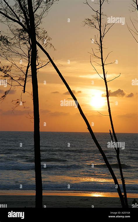 SSK76892 Sunset through trees Beach Ganpatipule Maharashtra India Stock Photo - Alamy