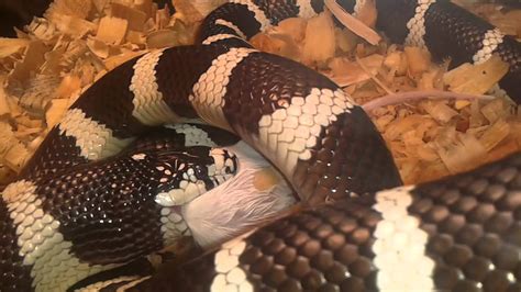 Kingsnake feeding! - YouTube