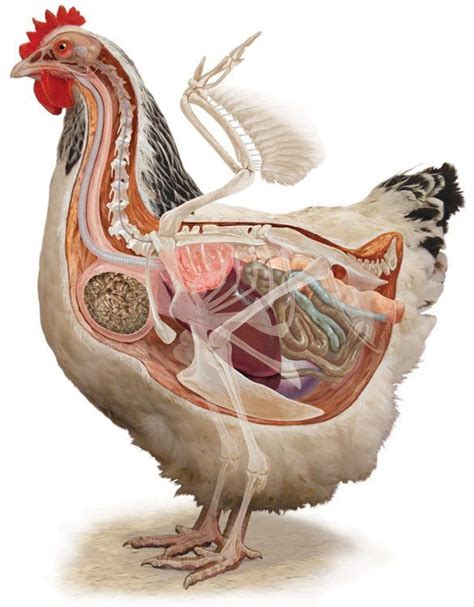 312 Stuart | Chicken anatomy, Chickens backyard, Animals