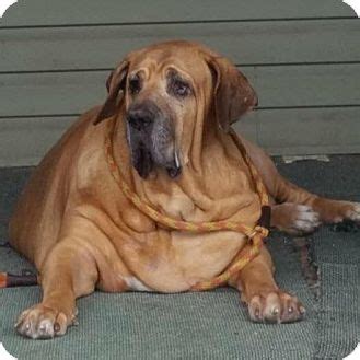 Boomer | Adopted Dog | Alton, IL | Mastiff/Bloodhound Mix