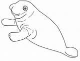 Free Manatee Coloring Page  Printable Coloring Pages For Kids sketch template