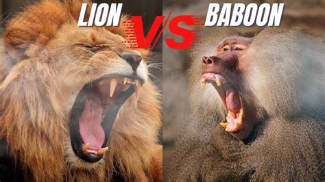 Baboon vs Lion Fight to Death: Lion Attaching Baboon & Baboon Dying In ...