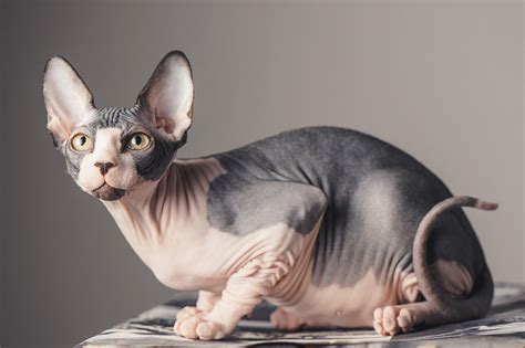 Sphynx Cat | Great Pet Care