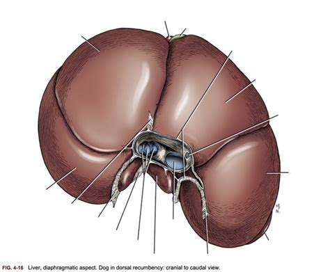 Liver, Diaphragmatic Aspect Diagram | Quizlet