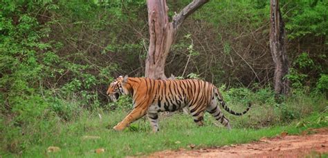 Bandipur National Park, Chamarajanagar | When to Visit, Images & Videos, Guide