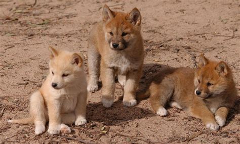 Download Baby Animal Puppy Animal Dingo Wallpaper