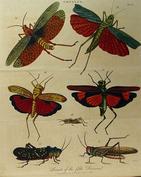 Insect classification from Systema Naturae, Carl Linnaeus’s ...