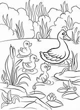 Duck In A Pond Drawing At GetDrawings  Free Download sketch template