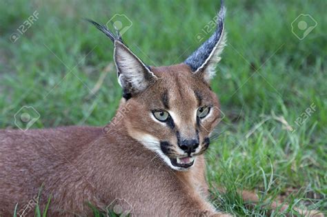 Pin by Prasit Tangjitrapitak on Wild cat ⚛️ แมวป่า | Caracal, Wild cats, Lynx