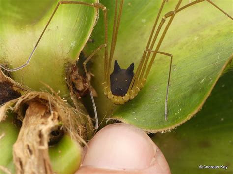 This freaky arachnid with a black bunny head is totally real, we kid you not - Science News