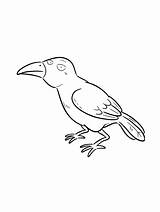 Crow coloring page sketch template