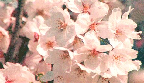 Cherry Blossom Flower Anime Gif