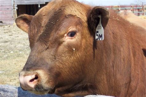 Red Angus Cattle Breed: Pictures, Facts, Uses, Origins ...