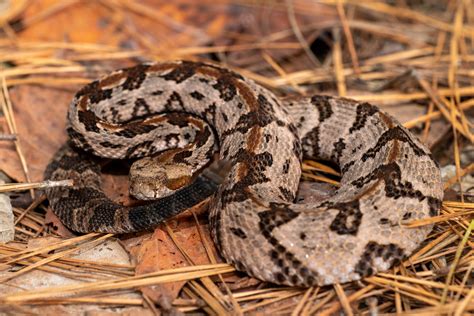 Timber Rattlesnake | South Carolina Partners in Amphibian and Reptile Conservation